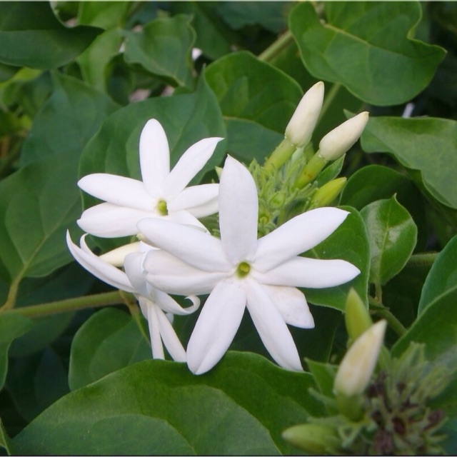 A Few Jasmine Scents makeupbox Dayre