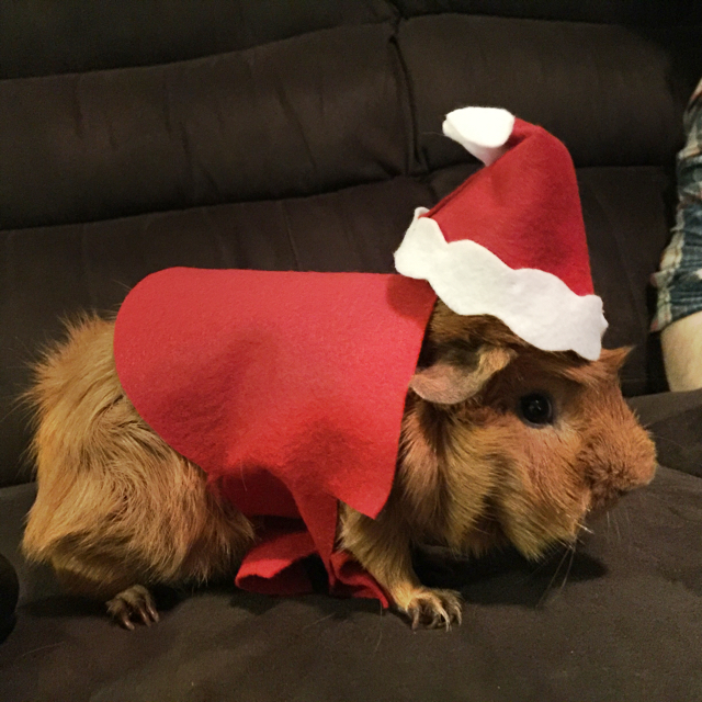 Diy Guinea Pig Costume! 🐷🎈🎉 stupidstarfish Dayre